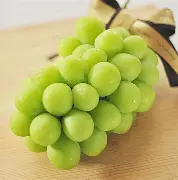 青提葡萄